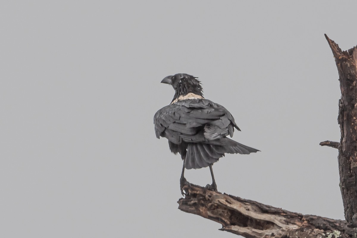 White-necked Raven - ML615363544