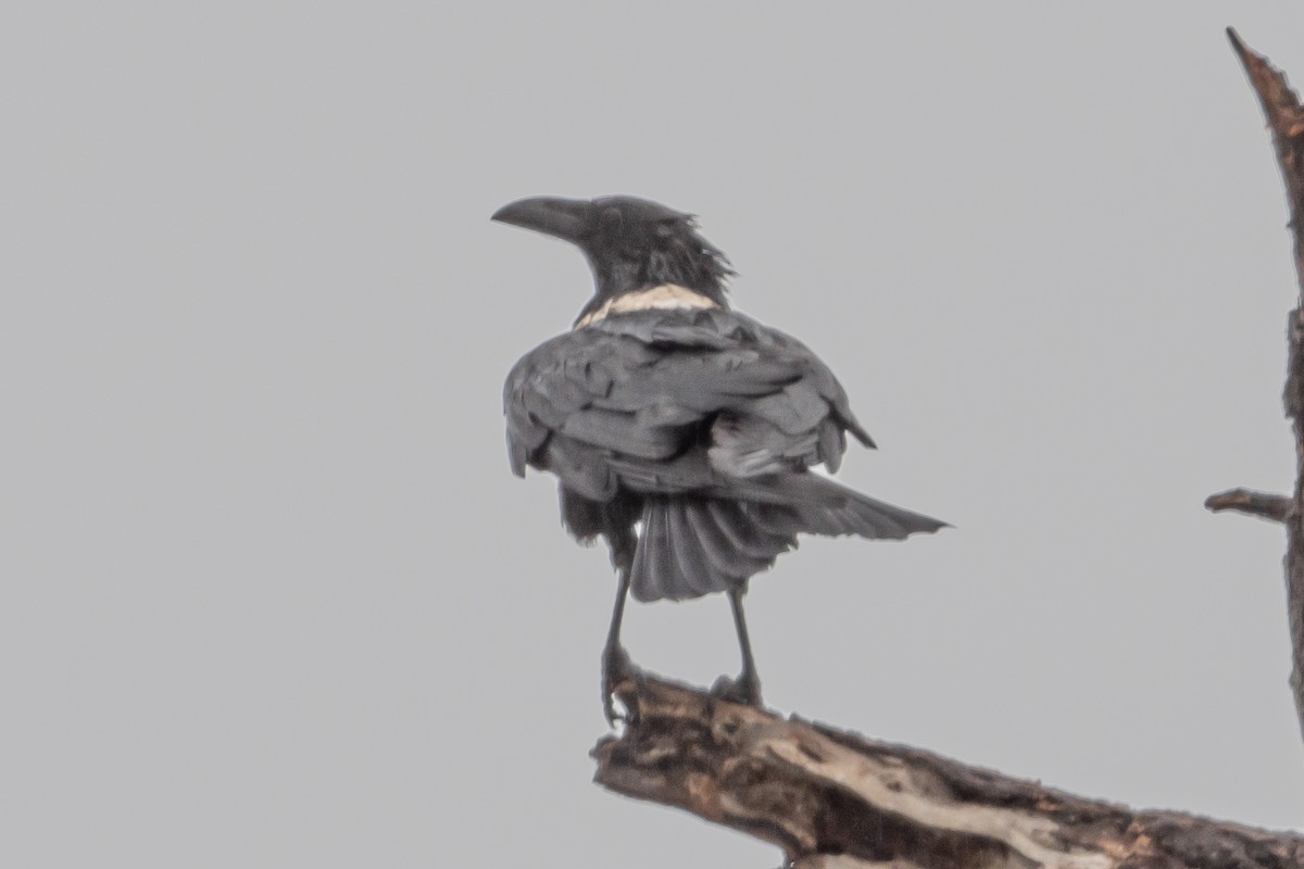White-necked Raven - ML615363546