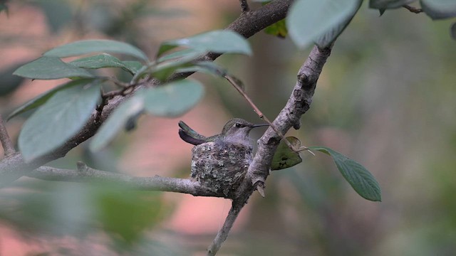 Anna's Hummingbird - ML615363619