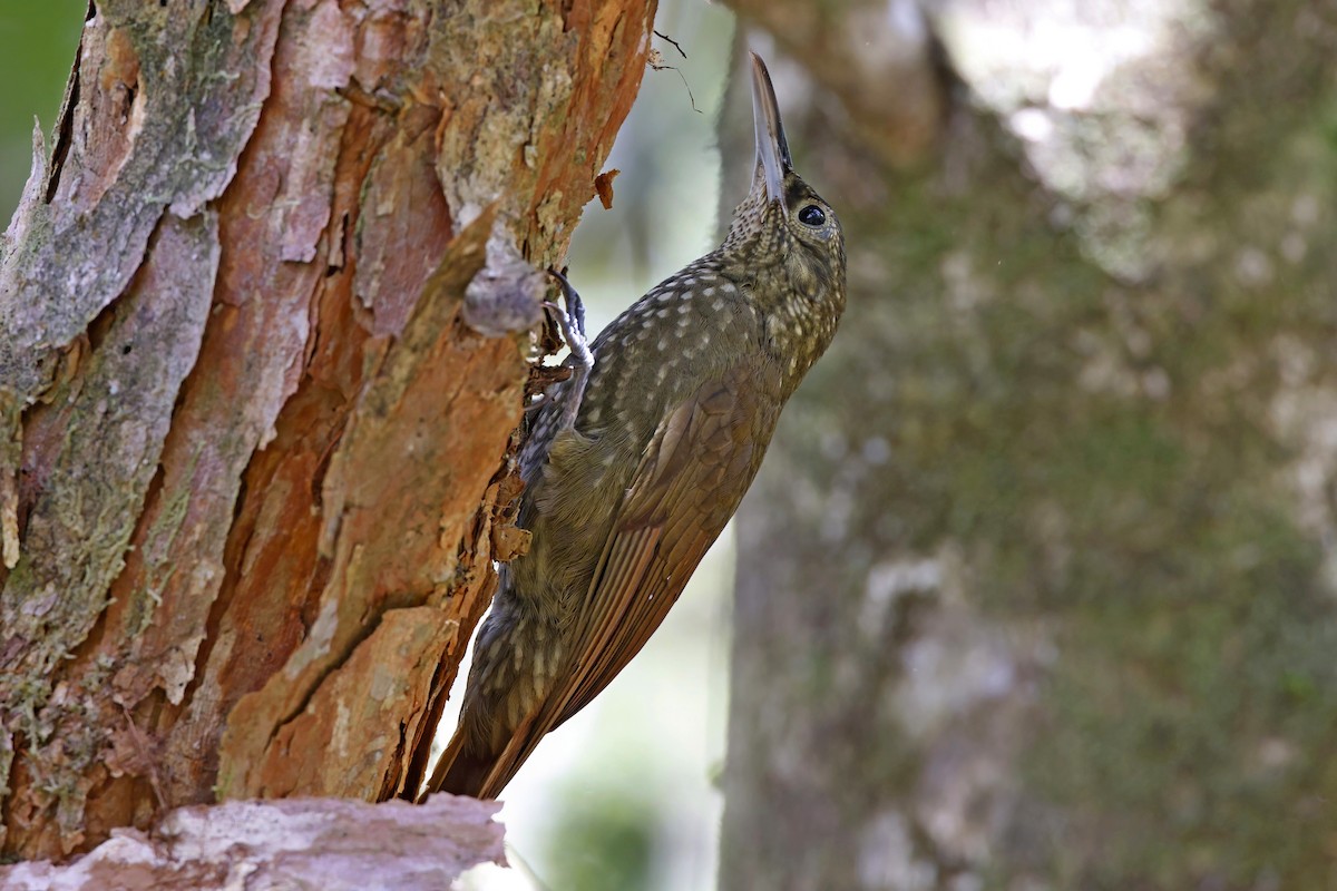 Spotted Woodcreeper - ML615363621