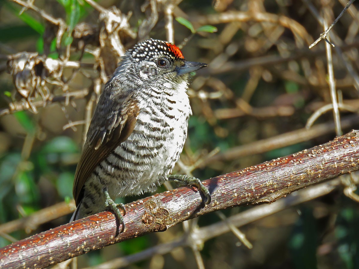 White-barred Piculet - ML61536371
