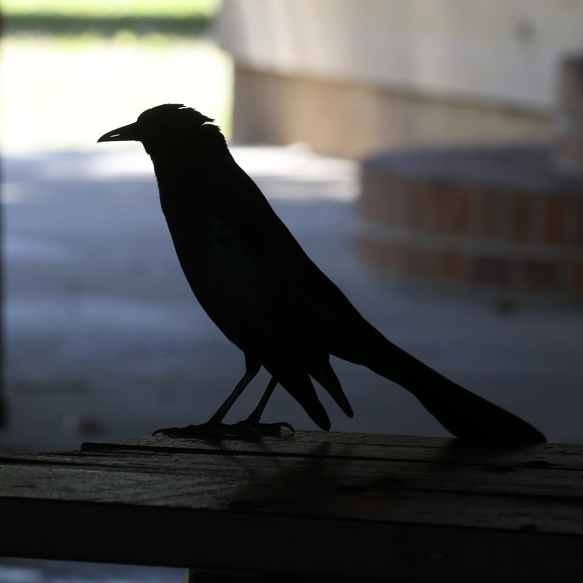 Boat-tailed Grackle - ML615363822