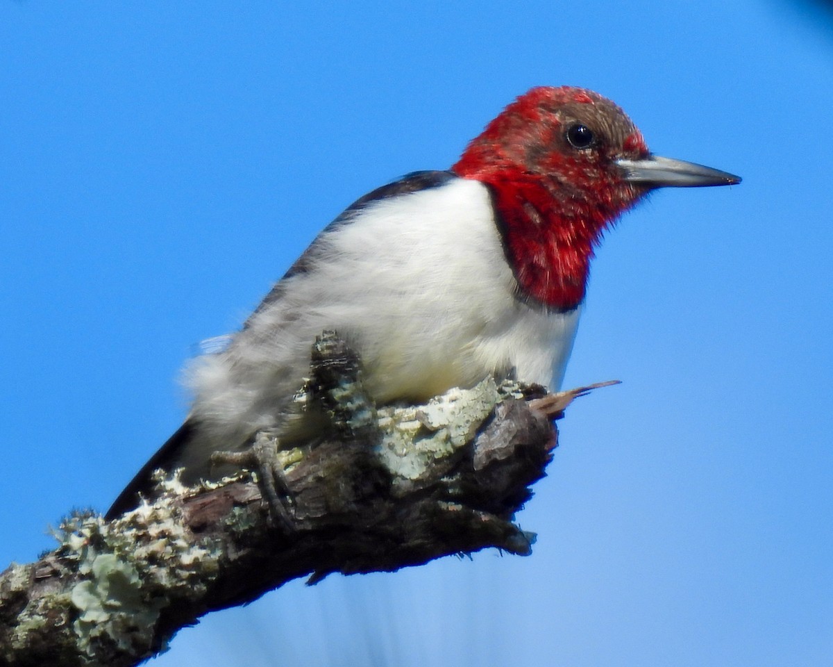Red-headed Woodpecker - Lynne Harding