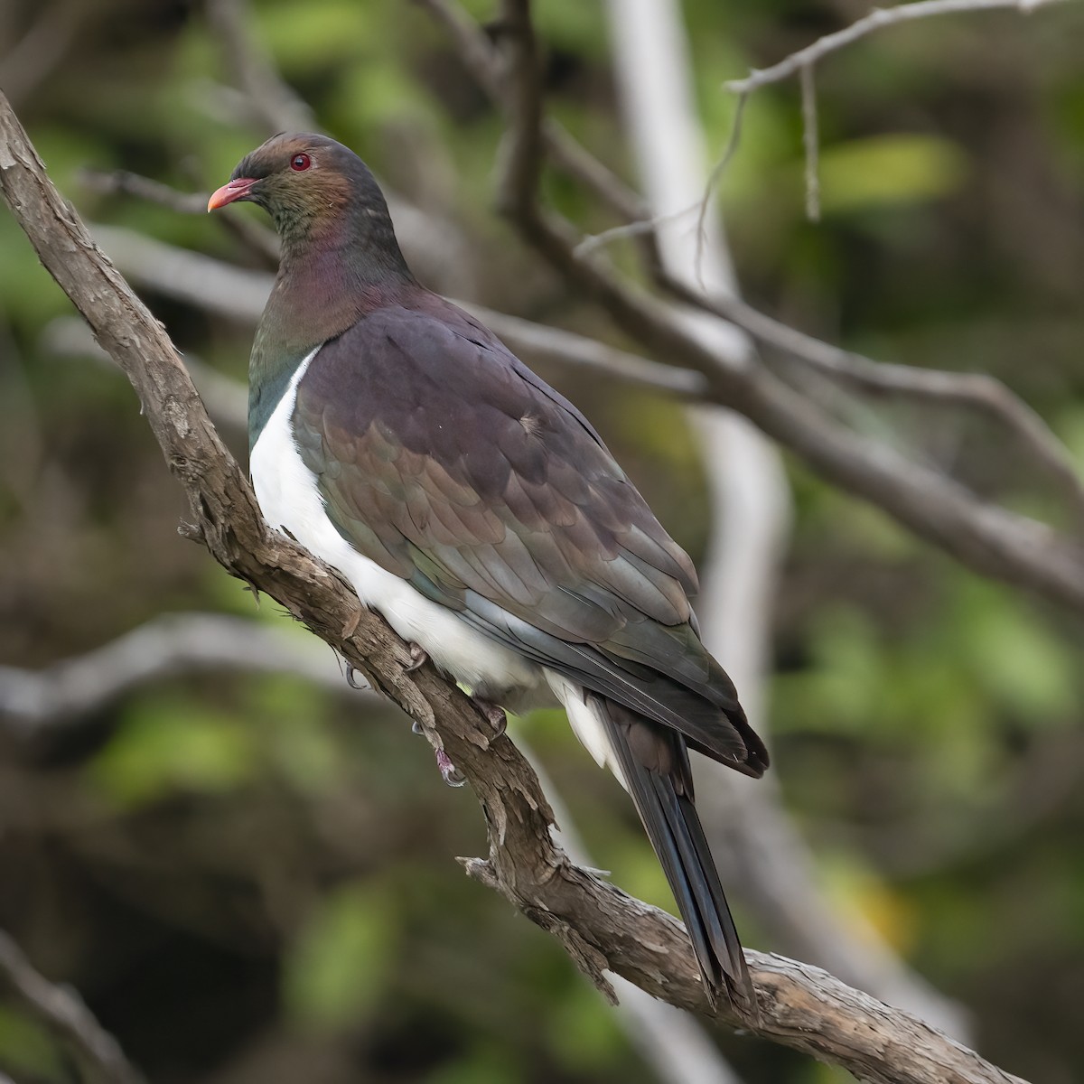 New Zealand Pigeon - ML615364030