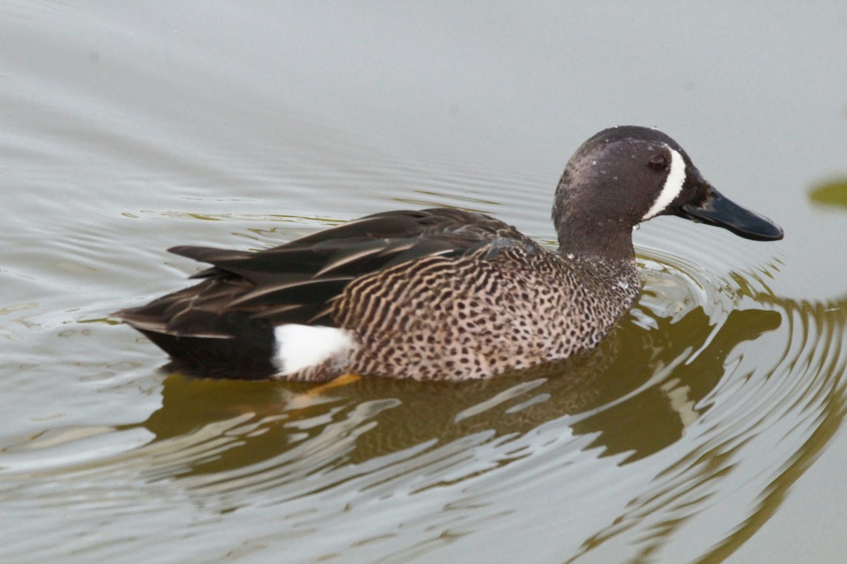Blue-winged Teal - ML615364111