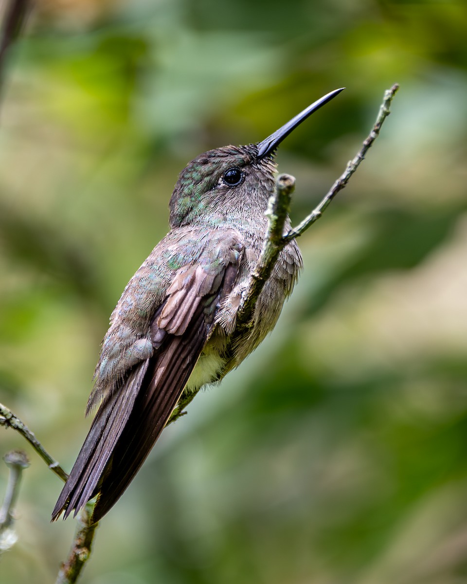 Sombre Hummingbird - ML615364195