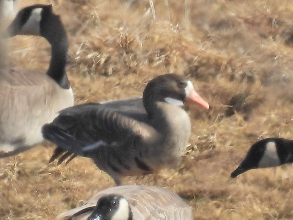 Greater White-fronted Goose - ML615364311