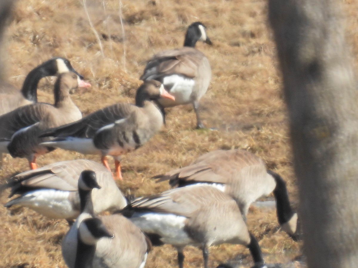 Greater White-fronted Goose - ML615364313