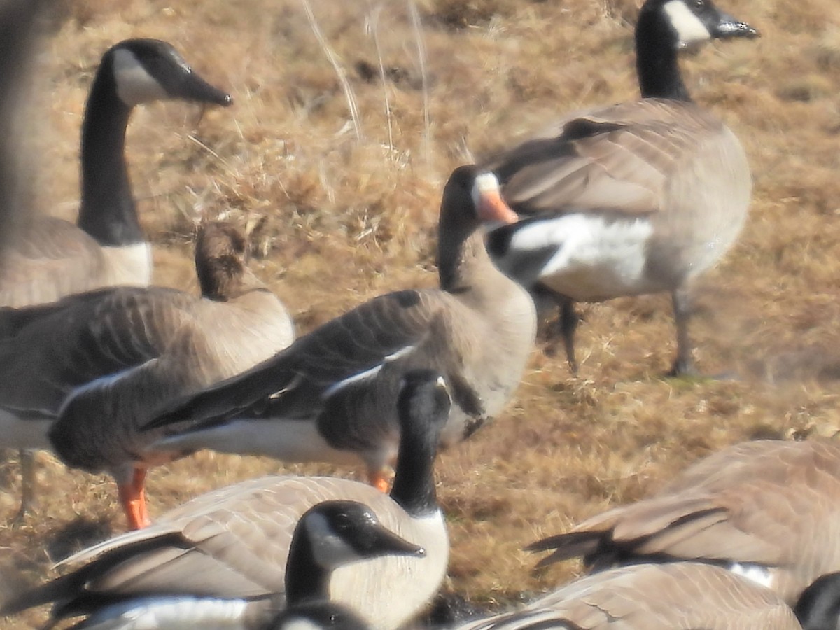 Greater White-fronted Goose - ML615364314