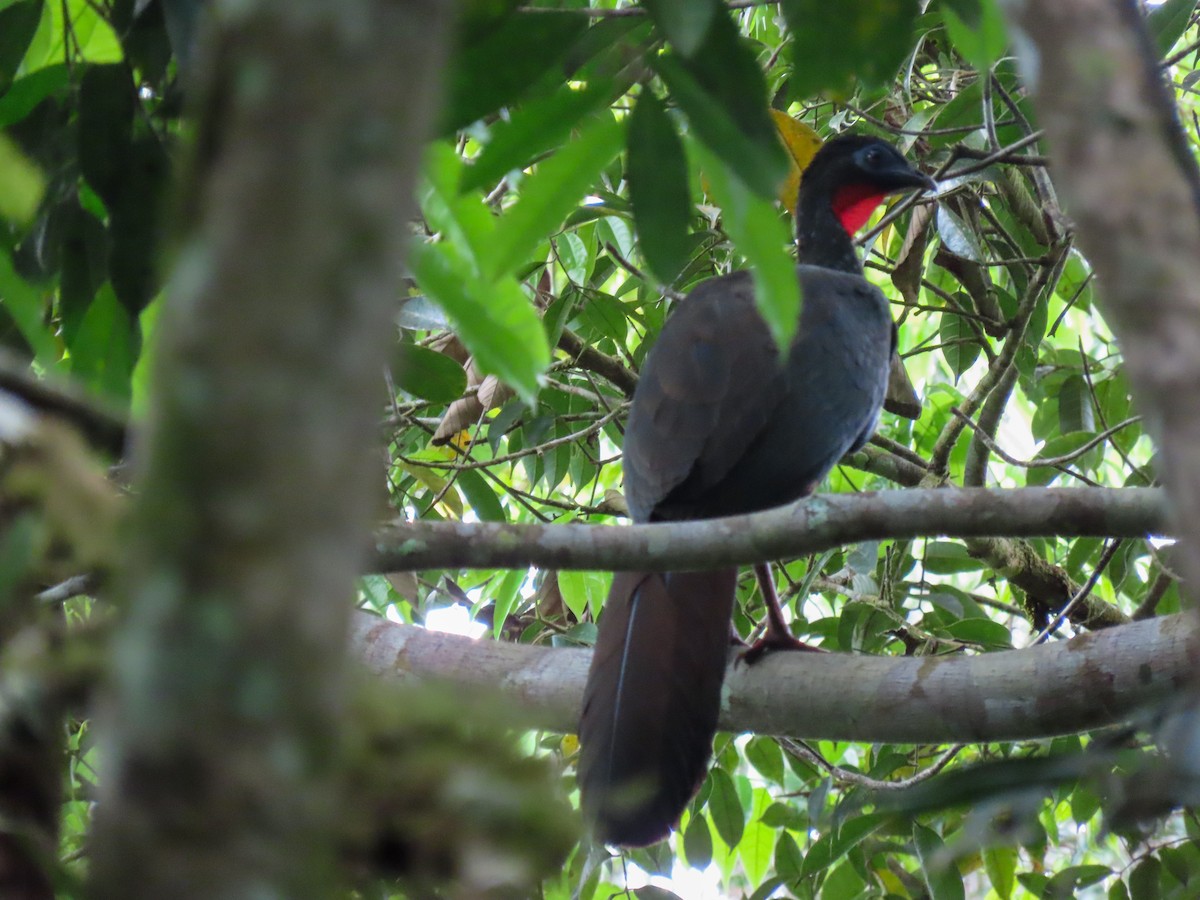 Crested Guan - ML615364345
