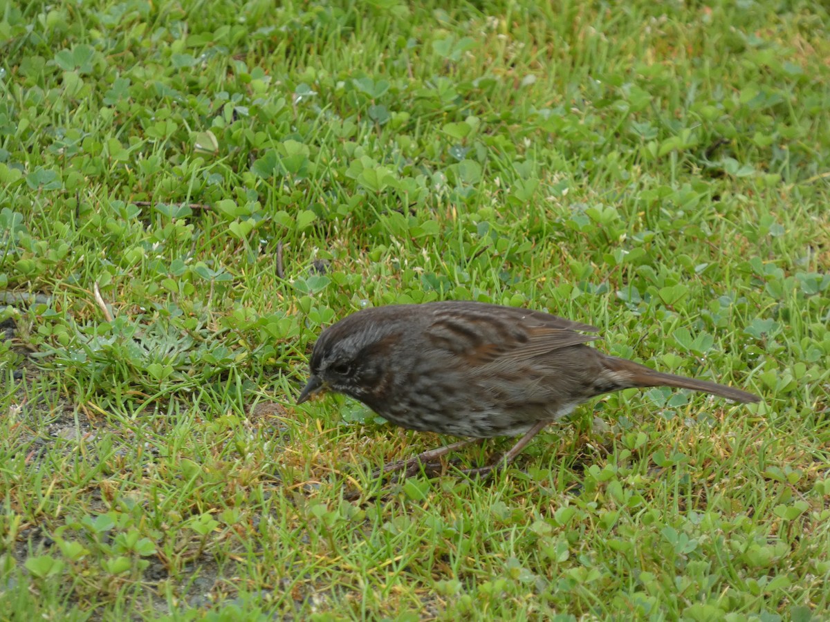 Song Sparrow (rufina Group) - ML615364420