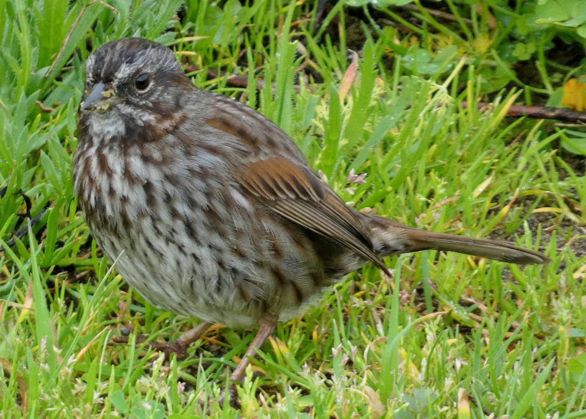 Song Sparrow (rufina Group) - ML615364422