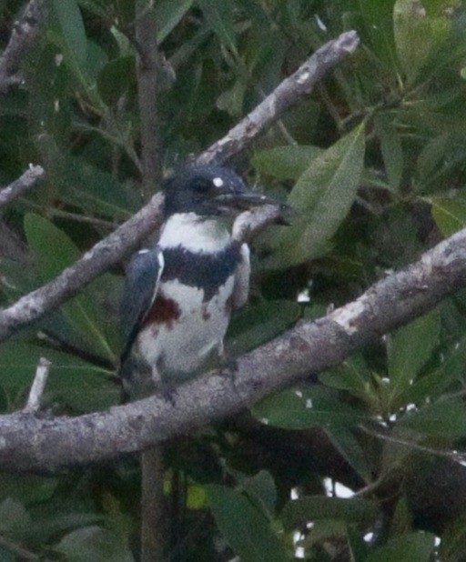 Belted Kingfisher - ML615364455
