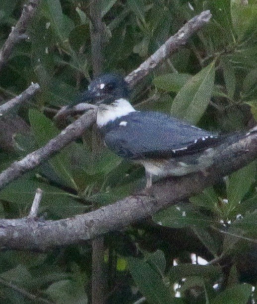 Belted Kingfisher - Wency Rosales