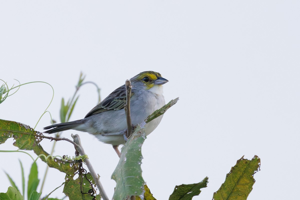 Yellow-browed Sparrow - ML615364560