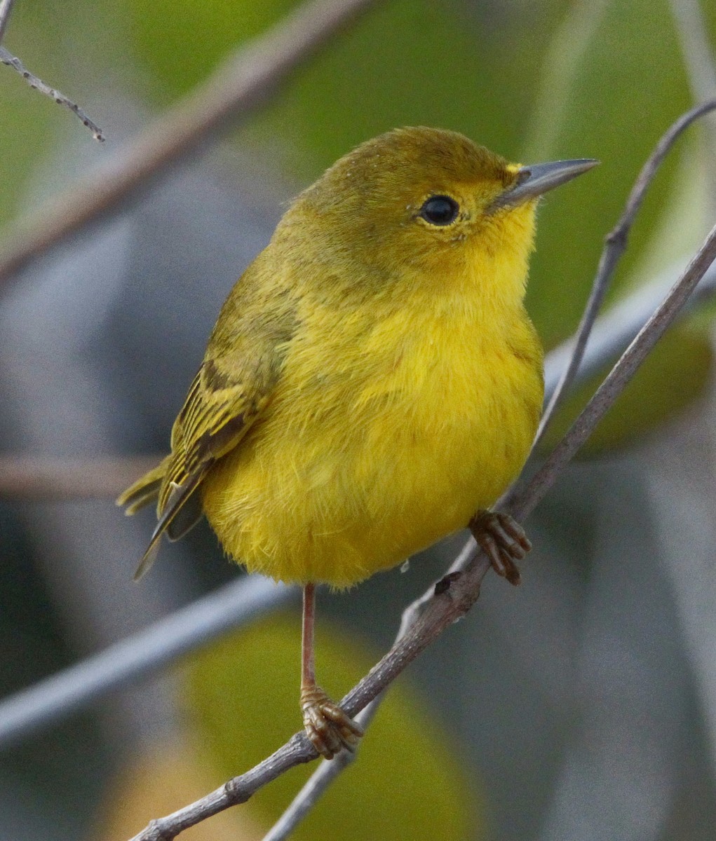 Yellow Warbler - Wency Rosales