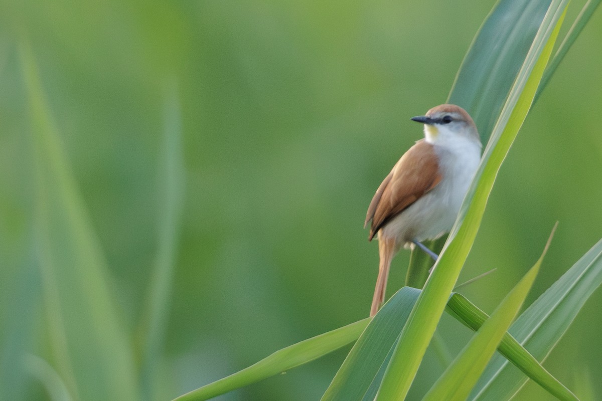 Yellow-chinned Spinetail - Peter Hellman