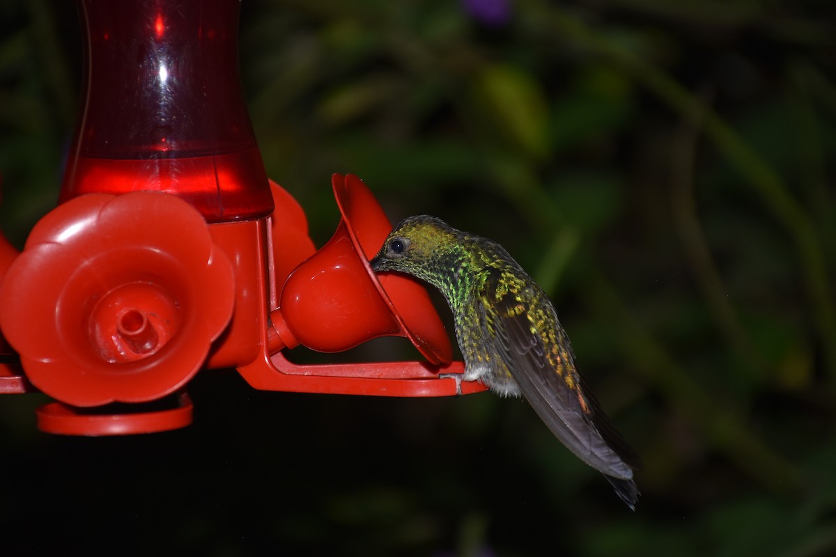Steely-vented Hummingbird - ML615364638