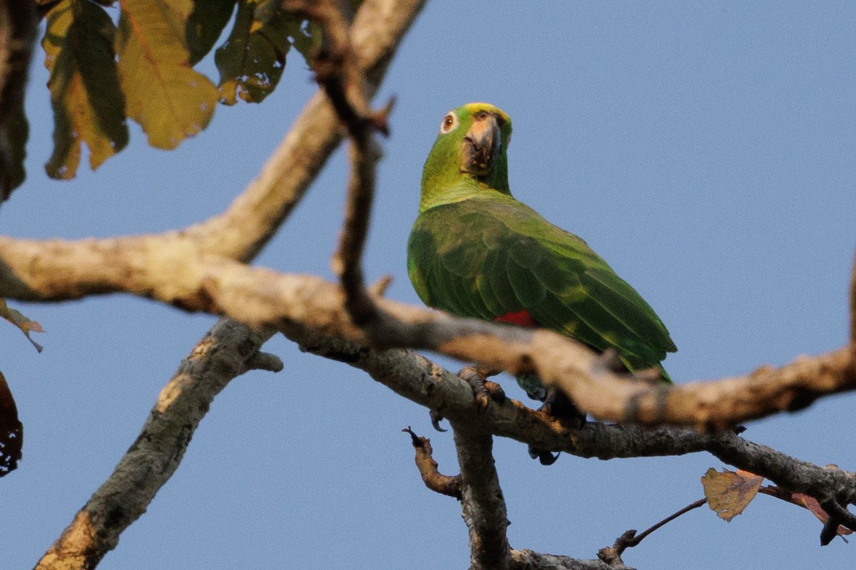 Yellow-crowned Parrot - ML615364670
