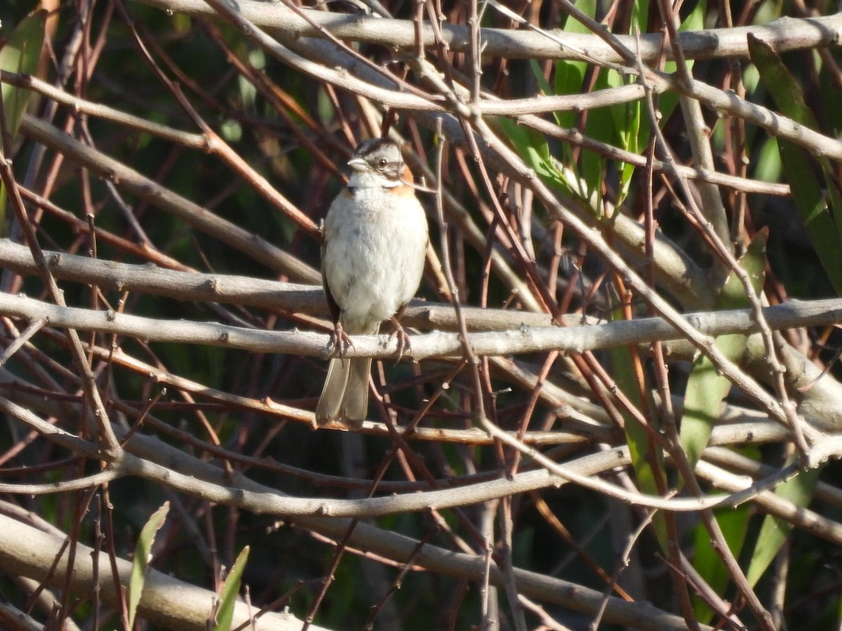 Rufous-collared Sparrow - ML615364671