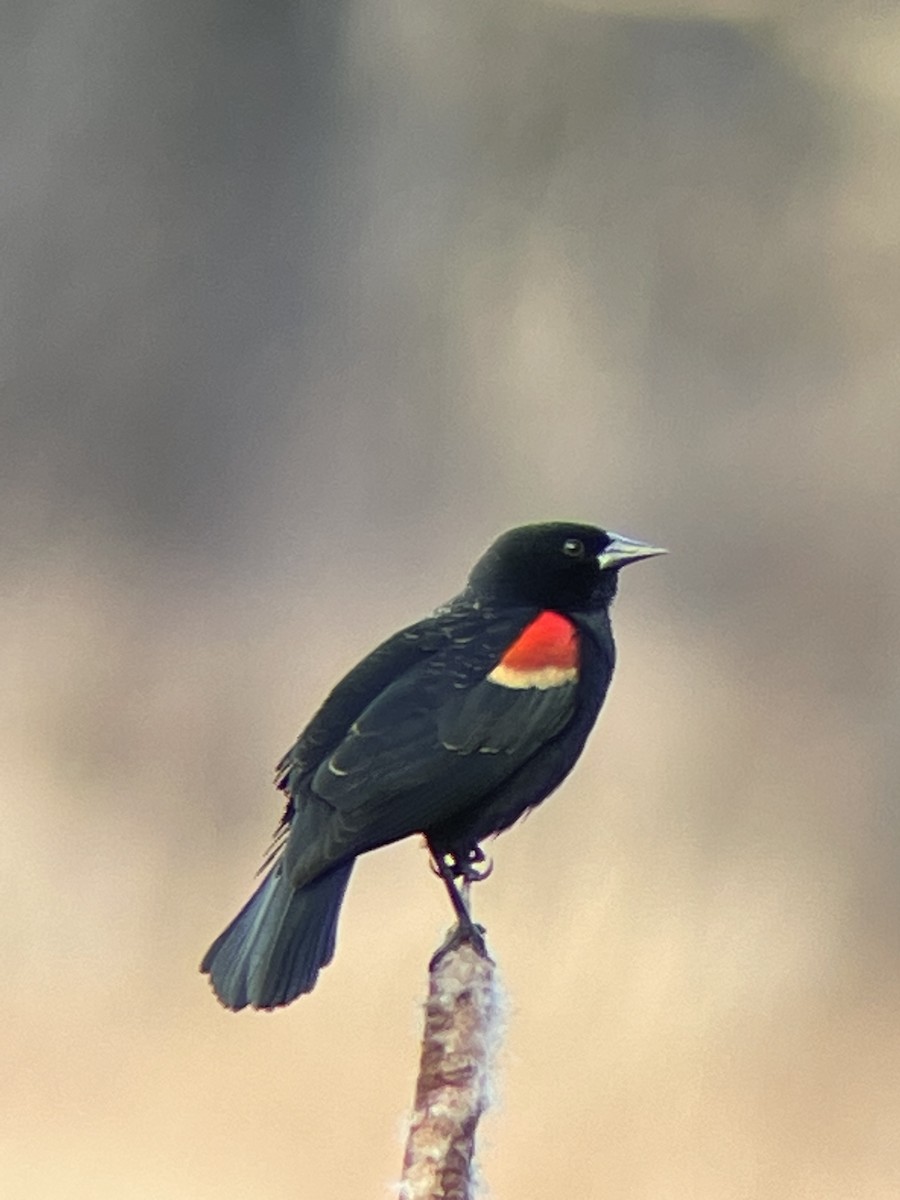 Red-winged Blackbird - ML615364847