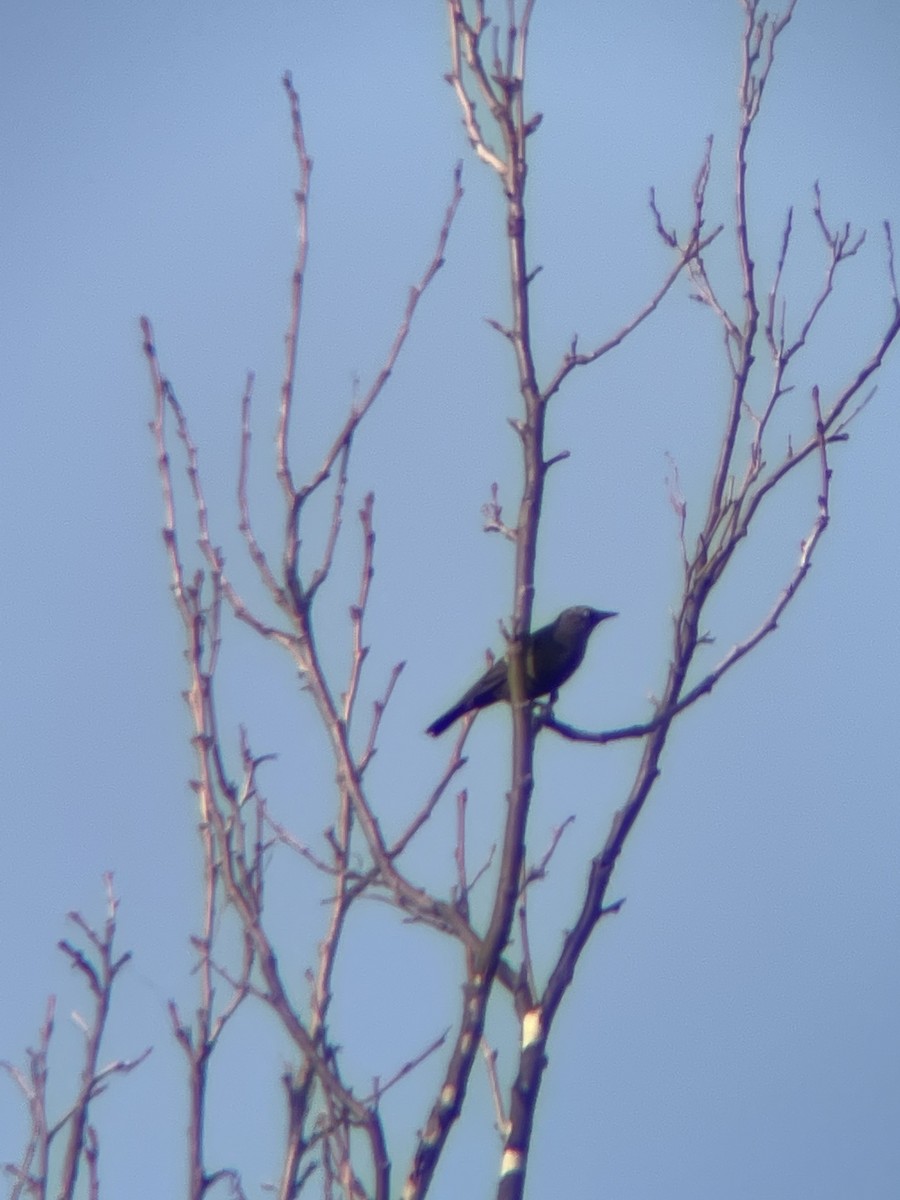 Rusty Blackbird - ML615364853