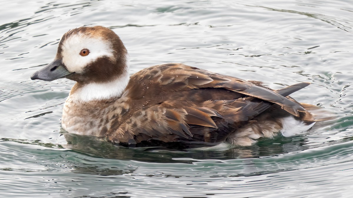 Long-tailed Duck - ML615364911