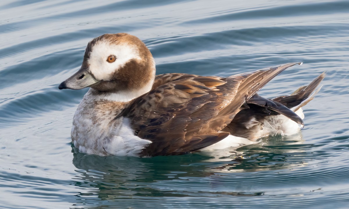 Long-tailed Duck - ML615364914