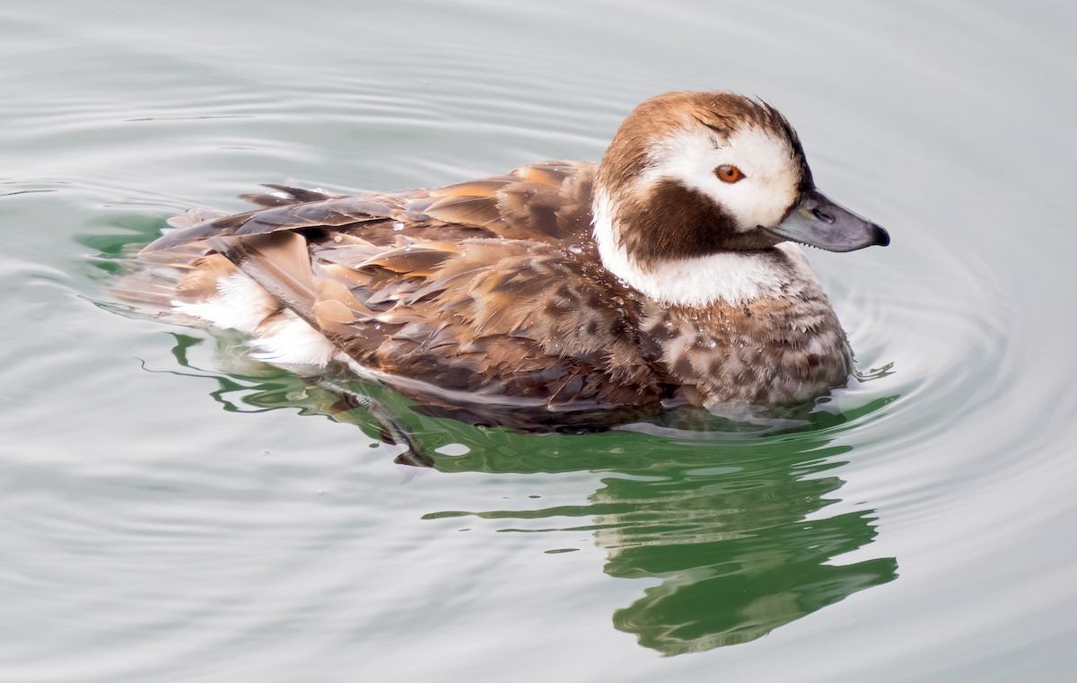 Long-tailed Duck - ML615364915
