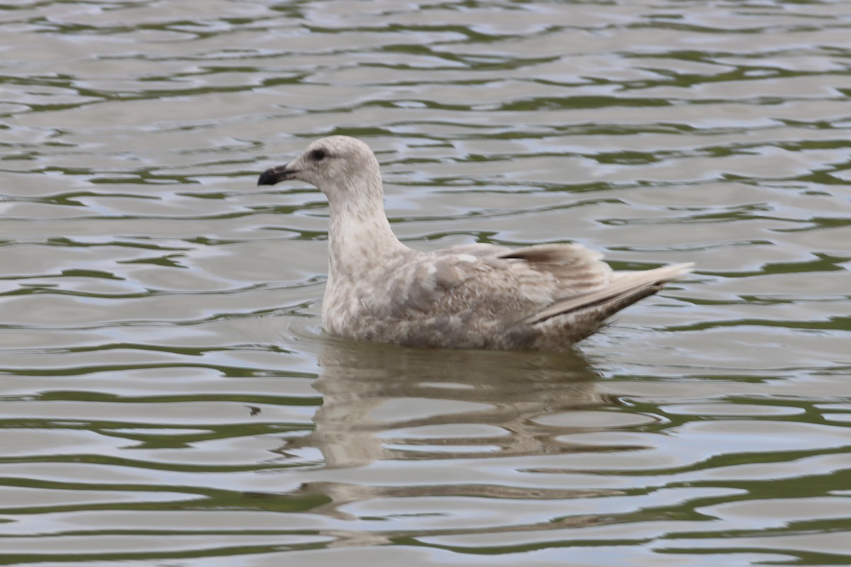 Glaucous-winged Gull - Nat Smale