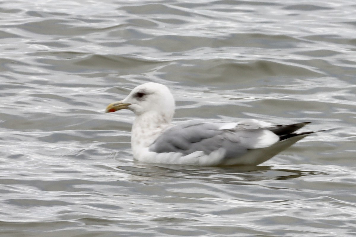 Iceland Gull - Nat Smale