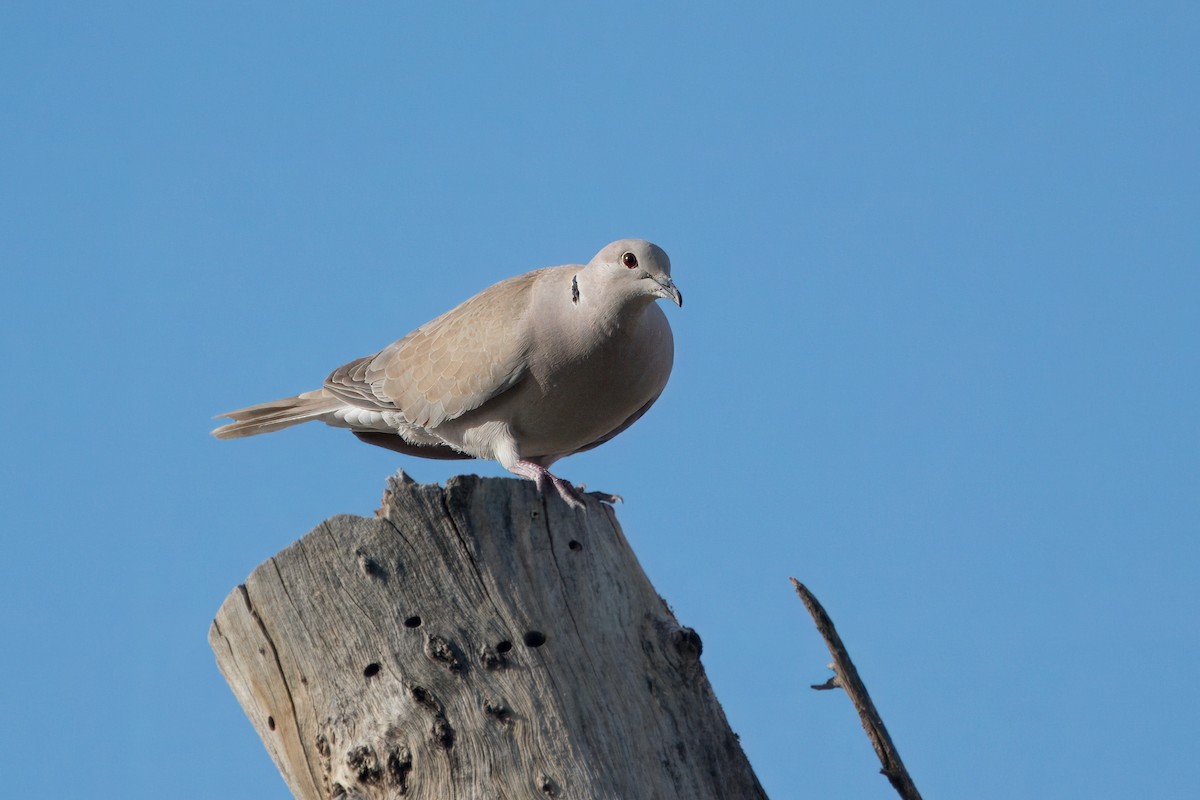 Eurasian Collared-Dove - ML615364959