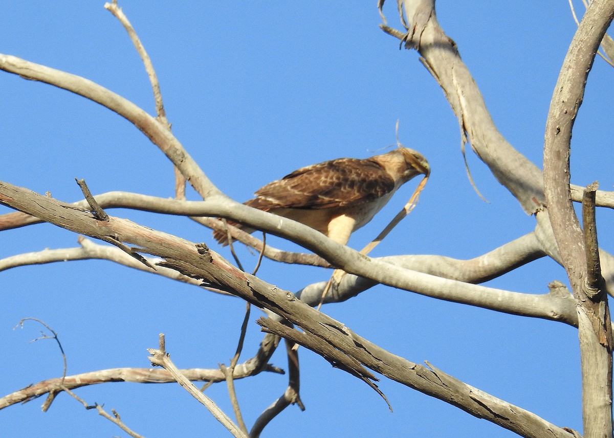 Red-tailed Hawk - ML615364995