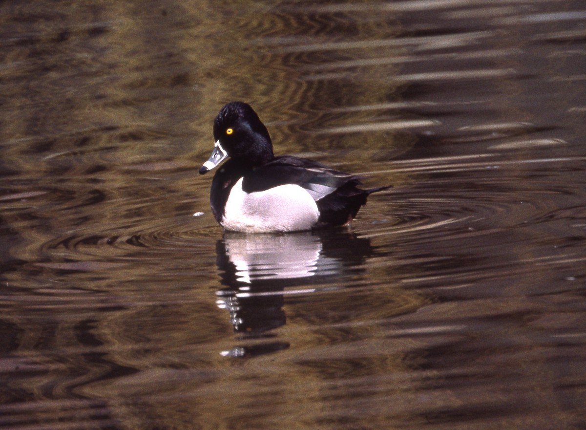Ring-necked Duck - ML615365089