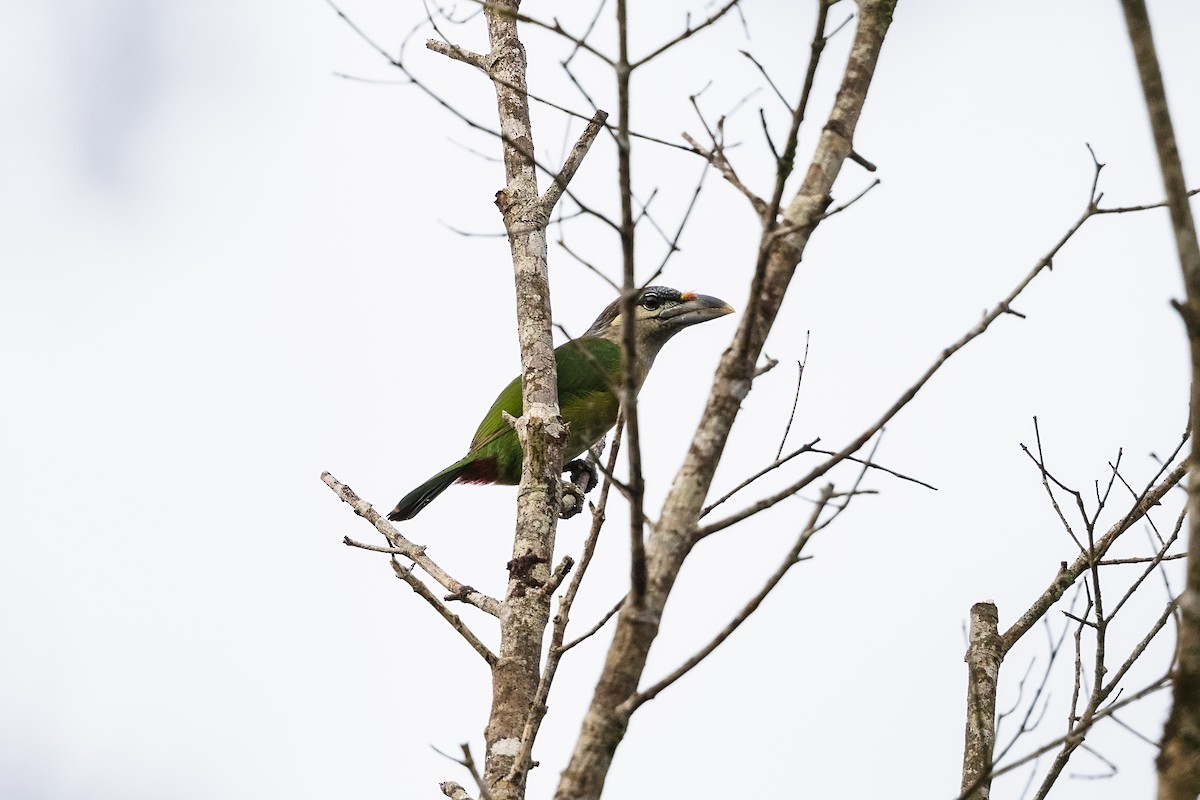 Red-vented Barbet - ML615365206