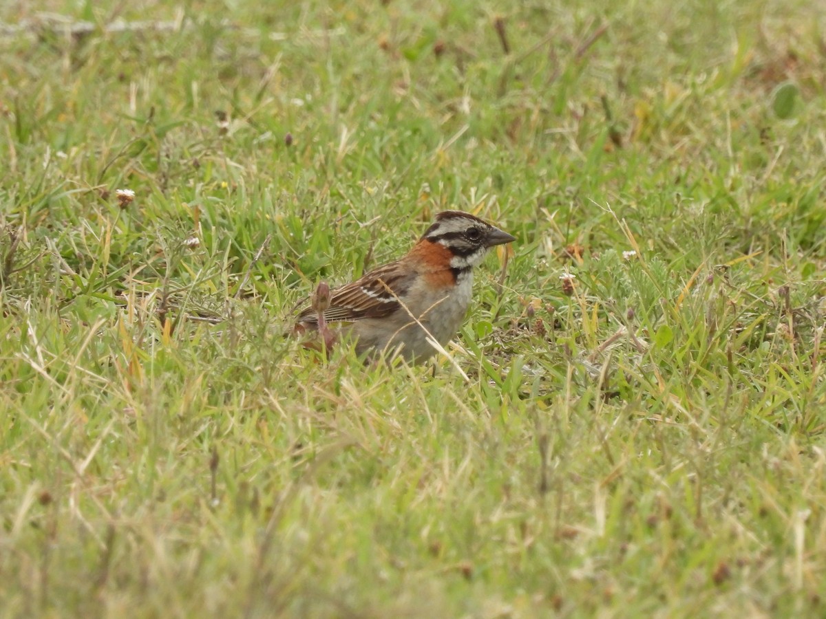 Rufous-collared Sparrow - ML615365232