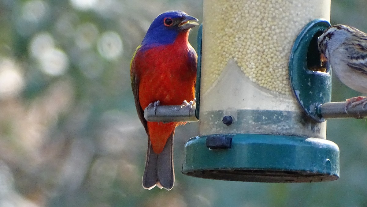 Painted Bunting - ML615365449