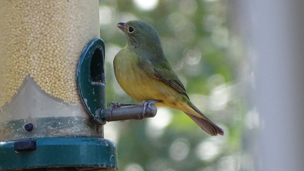 Painted Bunting - ML615365450