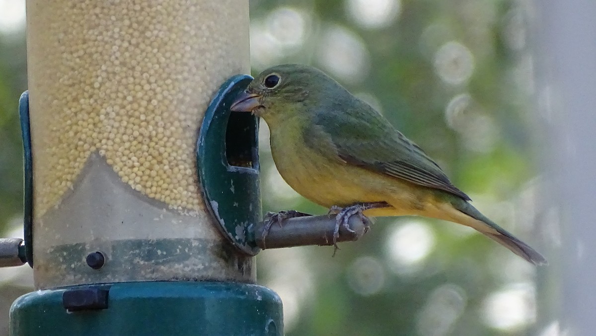 Painted Bunting - ML615365451