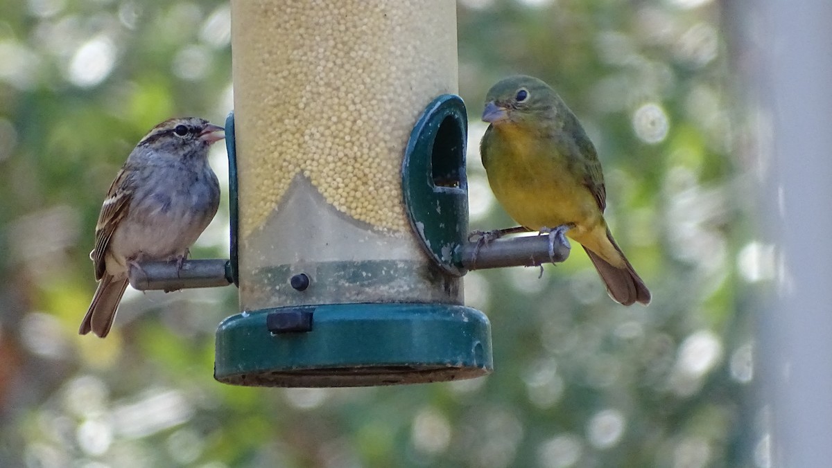 Painted Bunting - ML615365452