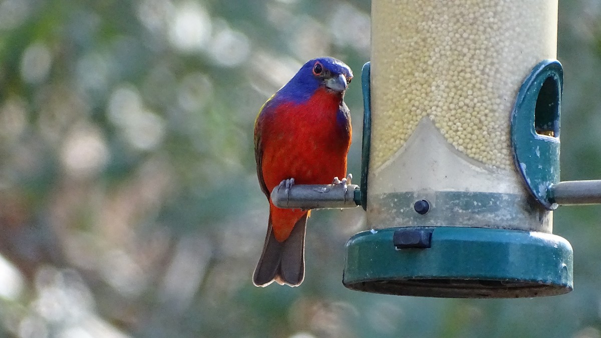 Painted Bunting - ML615365453