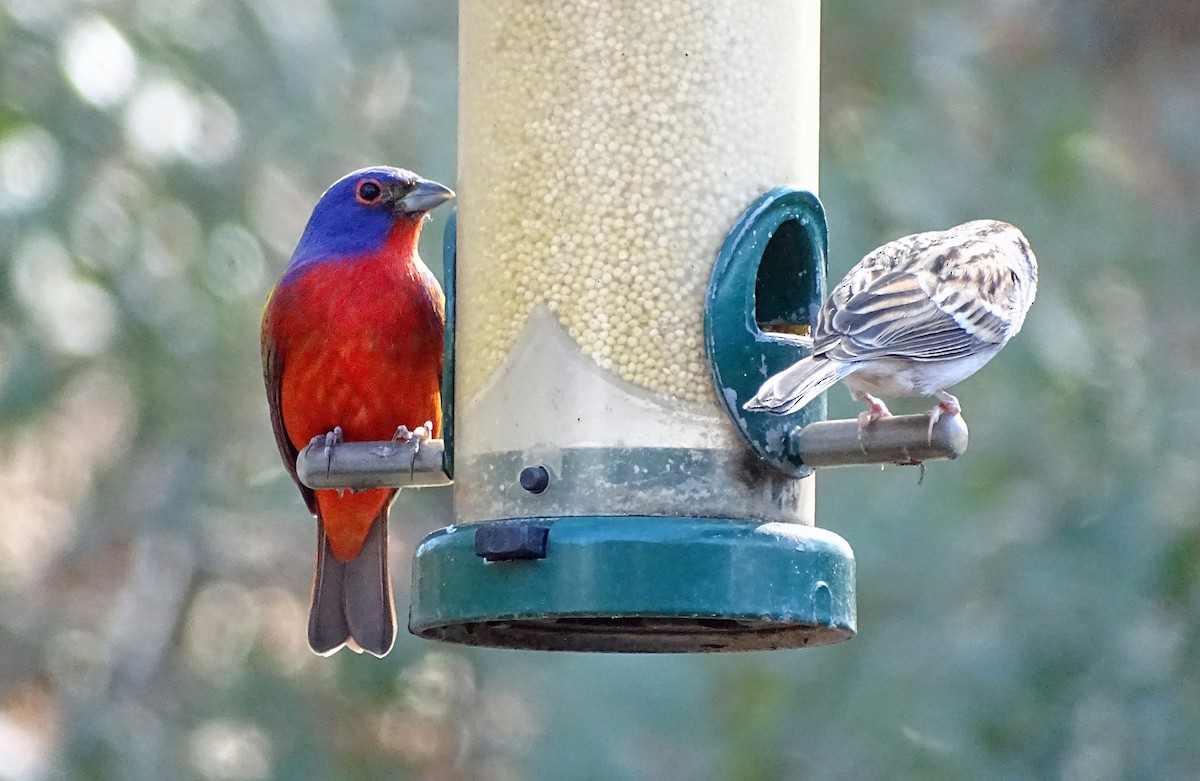 Painted Bunting - ML615365454