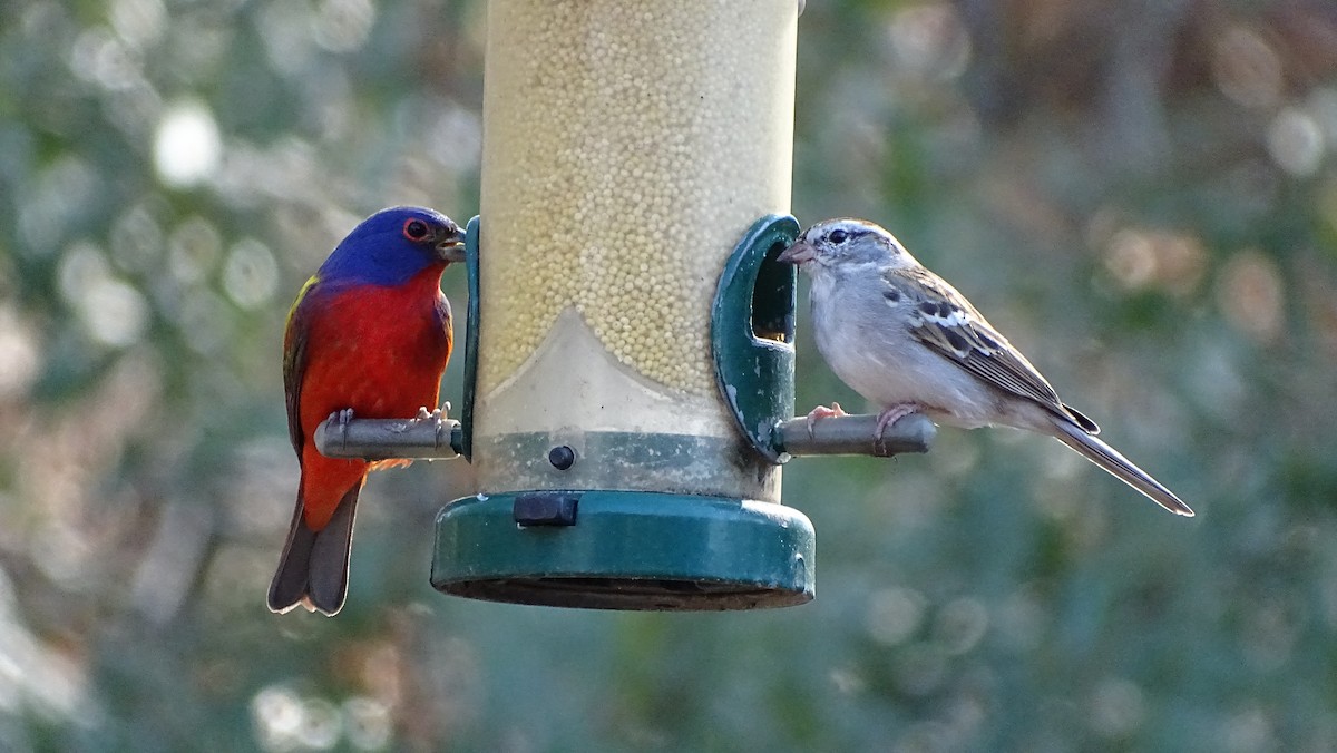 Painted Bunting - ML615365455