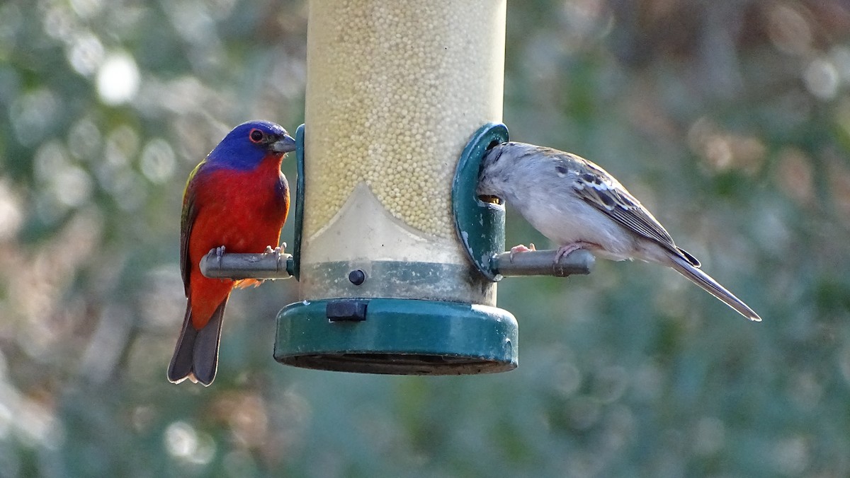 Painted Bunting - ML615365456