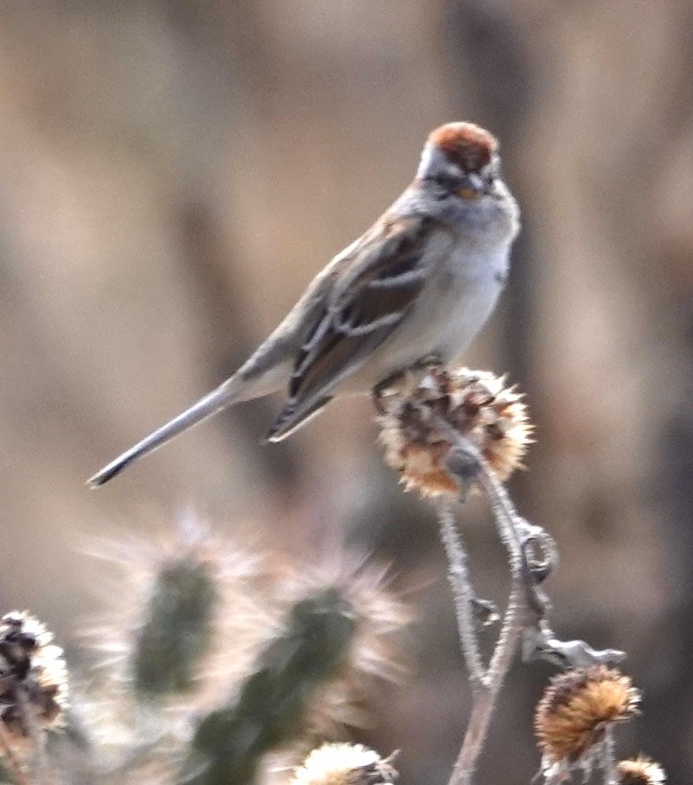 American Tree Sparrow - ML615365507