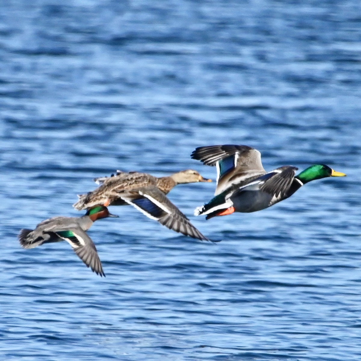 Green-winged Teal - ML615365653