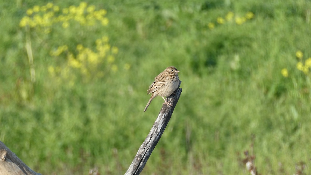 Vesper Sparrow - ML615365693