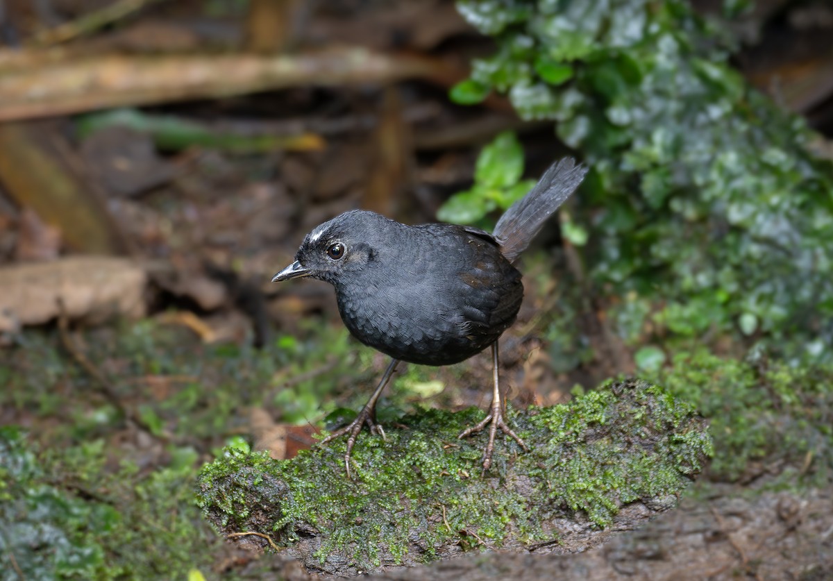 White-crowned Tapaculo - ML615365739