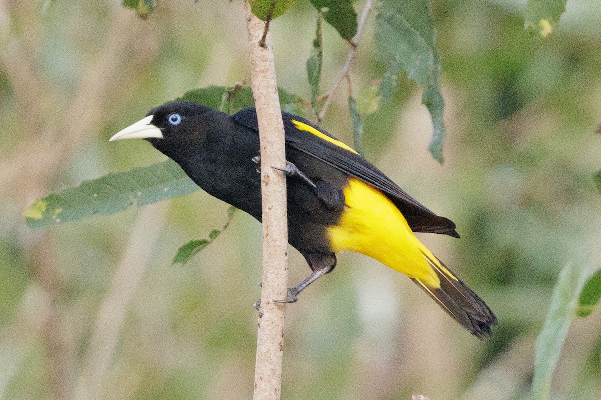 Yellow-rumped Cacique - ML615366042