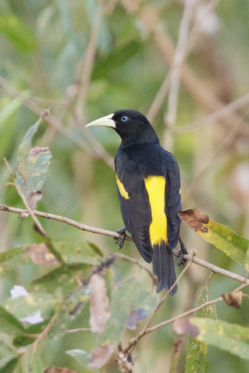 Yellow-rumped Cacique - ML615366058